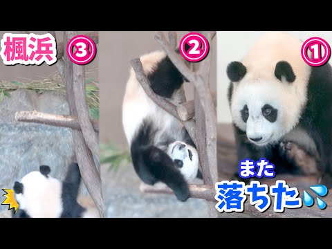 【アイドルパンダ楓浜】まだまだ初心者🐼💦懐かしのスッテンコロリン❗️