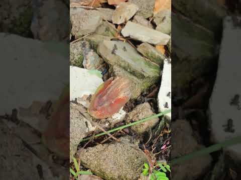 Baby Toads #farming #farmchannel #shorts  #toad