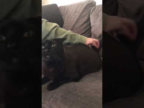 Cat Licks Air While Being Scratched