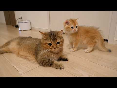 Charo, the mother cat, is overwhelmed by the kittens who are too energetic.