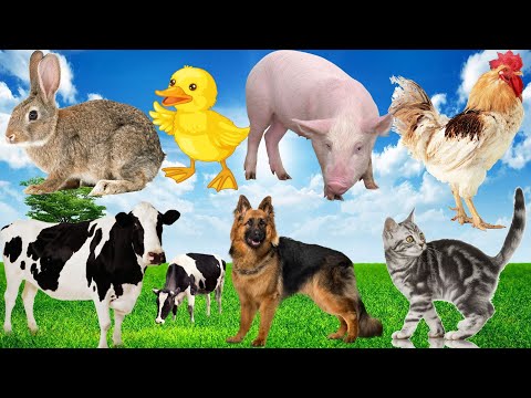 Cute moments of animals as children: Dog, Duck, Cow, Chicken, Cat, Pig, etc