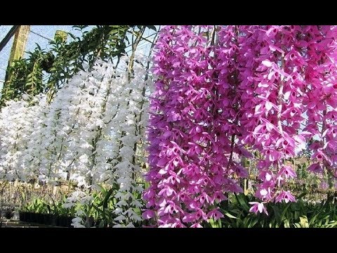 Beautiful Orchid Flowers - Beautiful Orchid Gardens in the world