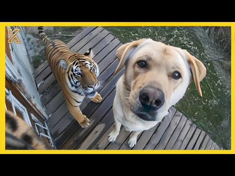 🐕 When your dog brings home a friend🙈🤣Funniest Dog Ever!