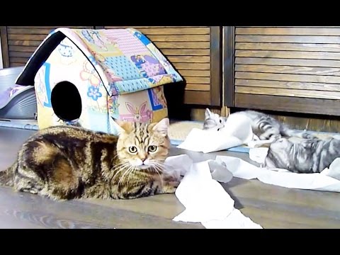 The longest toy for Funny Cats  and Playing Kittens | Part 1