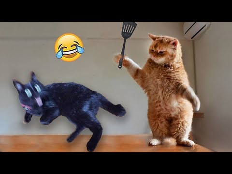 Funniest Animals 2024 😂 Best Funny Cats and Dogs 😹🐶 Part 6