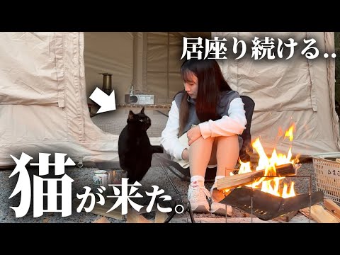 ソロキャンプ中､甘えん坊の野良猫が私のテントに来て...