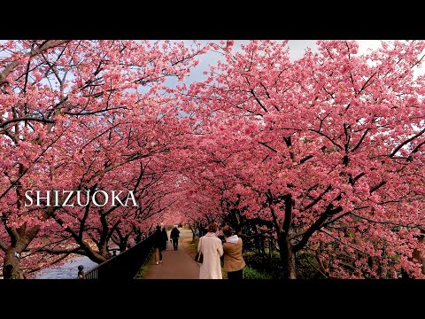 【Cherry and  Plum blossoms】 SHIZUOKA, Beautiful flowers signaling the coming of Spring.静岡で#河津桜 と梅が満開