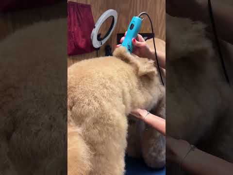 I teach you how to groom Dogs Free Go Groomer on YouTube