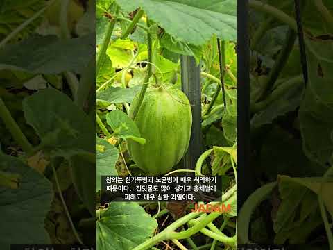 Day 90 of Open Field Organic Oriental Melons (JADAM Organic Farm) 정식 90일차 노지 유기 참외 (자닮농장) #melon