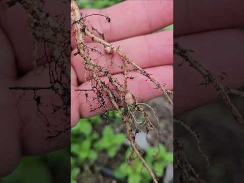 Nitrogen Fixation - Leave Bean Roots in Your Soil || DHBG