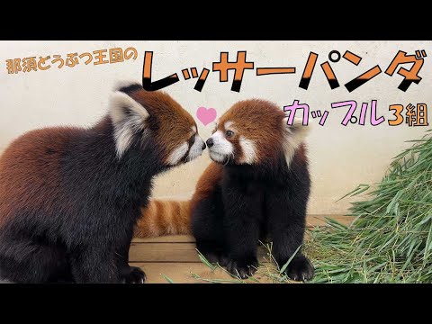 【11月22日は】レッサーパンダの「いい夫婦」３組を紹介します！！！【いい夫婦の日】/ Red Panda Couples