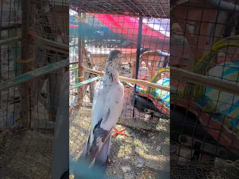 HIGH QUALITY NAPTA PAIR SALE IN KOLKATA |KOLKATA PIGEON SALE DEEP LOFT NAPTA PAIR |KALO JIRA NAPTA