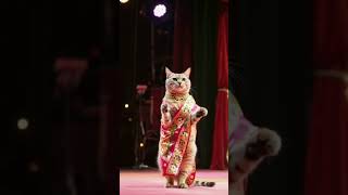 DANCING CAT #DancingCat #SareeCat #SareeNotSari #CatLovers #CuteAnimals #AnimalDance #SareeSwag