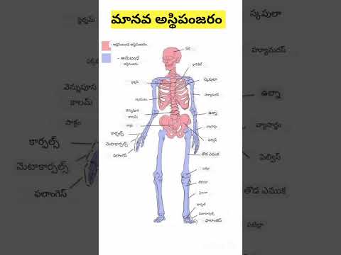 Human Skeleton in Telugu| శరీరంలో ఉన్న ఎముకలు వాటి పేర్లు #shorts #ytshorts #saanvidental #trendings