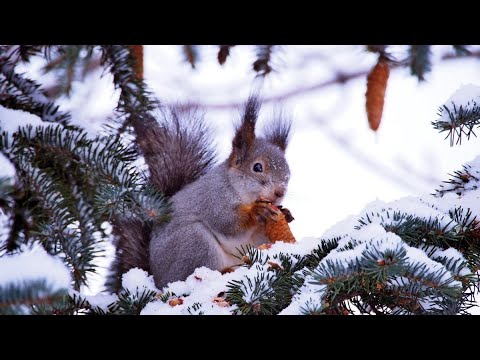 Кто любит еловые шишки зимой.