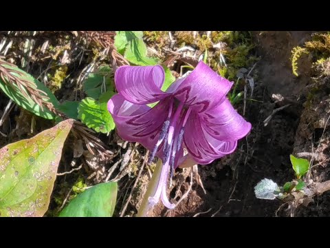 佐用町　弦谷カタクリの花群落／東徳久殿崎カタクリの花の里