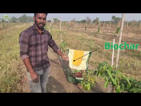 Benefits of using BioChar in Avocado Plantation | +91-6268643227 | Indo Israel Avocado Vlog 163