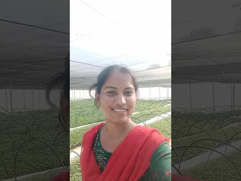 మిర్చి నారు #mirchiplants #shorts #forming #gardening #minivlog #Bmmultitasks