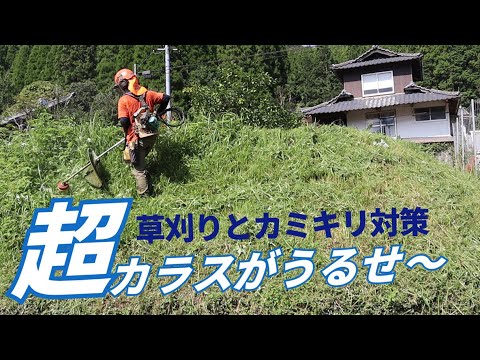 朝からカラスがうるさい！草刈りとカミキリ退治