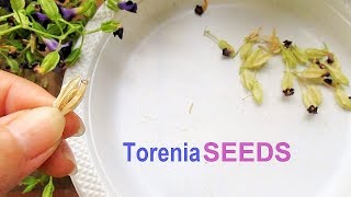 Pruning and Collecting Torenia Seeds