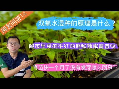 网友问答14：催芽时为什么使用双氧水？菜苗可以浇淘米水吗？