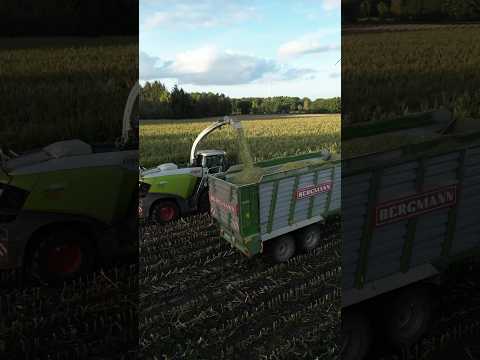 Mais Mais Mais 🌽 #agriculture #farming #landwirtschaft #trend #2023 #mais #häckseln #claas #fendt