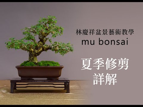 夏∣夏季修剪詳解 ◤林慶祥盆景藝術教學◢ Bonsai in Taiwan