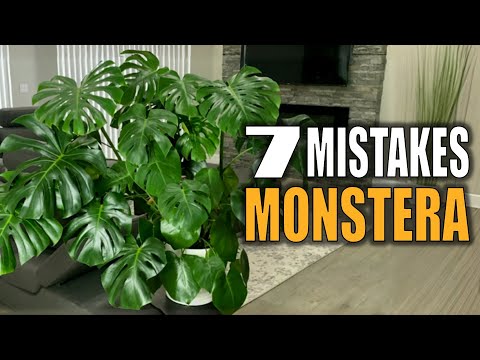 STOP Killing Your Monstera | 7 Mistakes and How to Fix Them