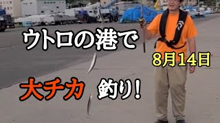 ウトロの港で大チカ釣り！