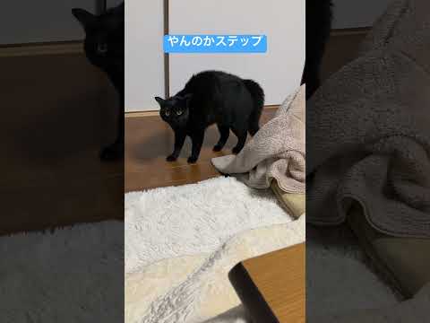 #ねこ動画 #cat #ねこのいる生活