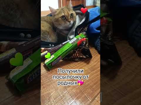 Хороший день #забавныеживотные #добро