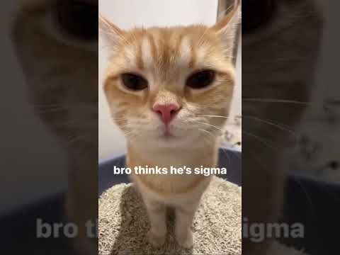 Бро думает что он  #sigma #cat #memes