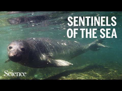 These seals are mapping their changing habitat