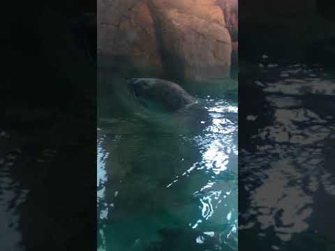 Maritime Aquarium Seals