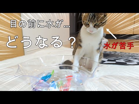 足を洗うとブチギレる猫に動く魚のおもちゃを与えると…