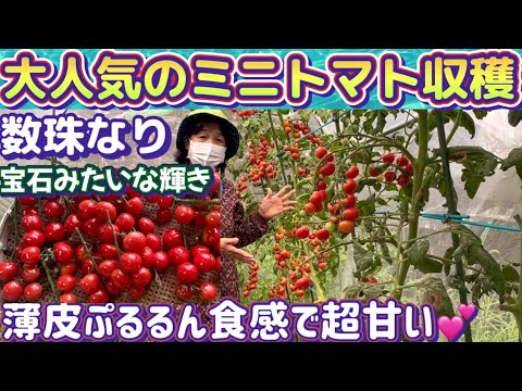 【おすすめ！人気のミニトマト栽培】楽しく収穫！びっくり収穫量！