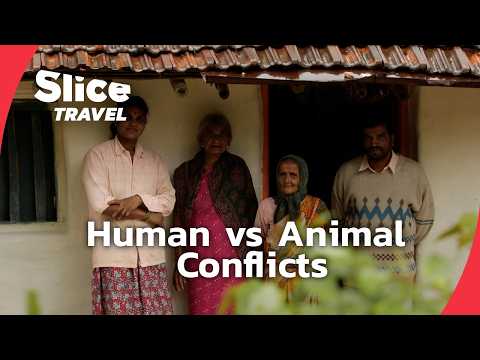 India's Wildlife Crisis: Balancing Nature and Human Growth | SLICE TRAVEL | FULL DOC