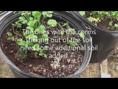 Starting Ranunculus Corms, Do Ranunculus Corms Multiply, What To Do With Little Ranunculus Corms