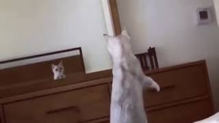 鏡に映った自分の耳に反応する猫　Cat reacting to my ear reflected in the mirror