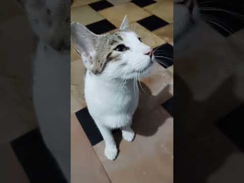 Funny cat #trending #funny #cat #shortsvideo