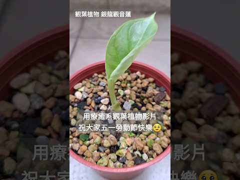 【祝大家五一勞動節快樂】#shortvideo #shorts #観葉植物 #癒し動画 #2024 #台湾 #休日の過ごし方 #五一勞動節 #觀葉植物 #銀龍觀音蓮 #療癒系