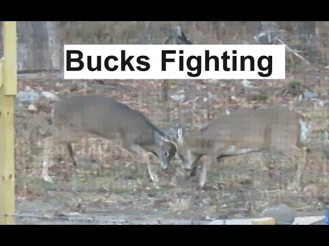 Fighting bucks Nov. 17, 2023