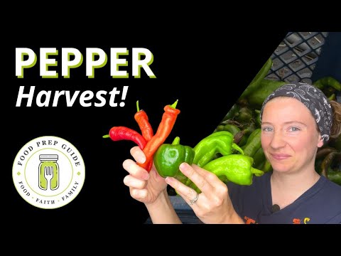 When to Harvest Peppers | July Garden Tour 🫑🌶️🫑