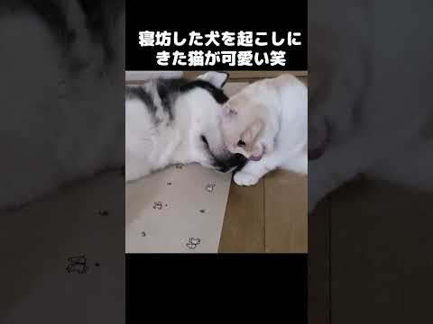 朝寝坊した犬を起こしにきた猫がかわいい...#shots