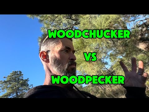 Firewood talk Interrupted by a Woodpecker! Capturing Nature’s Noises While Filming