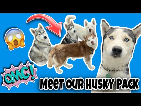 OMG! We Have FIVE Husky's 😱❗️