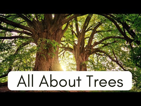 #All About Trees. #Trees for Kids: Discovering Nature’s Giants. #Fun Tree Facts for Kids.