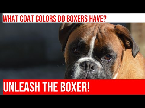 Explore the Different Boxer Breeds and Coat Colors!