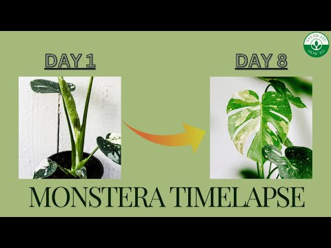 Watch a Monstera Leaf Open In Real Time! - 8 Day Timelapse