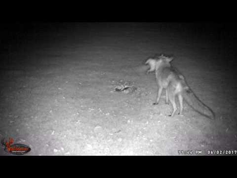 A fox comes in very close to a baited night vision trailcam